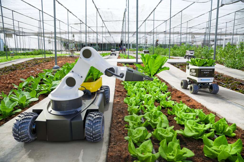 Agriculture robotic and autonomous cart working in a smart farm picking lettuces